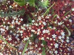 Image of Crassula expansa subsp. expansa