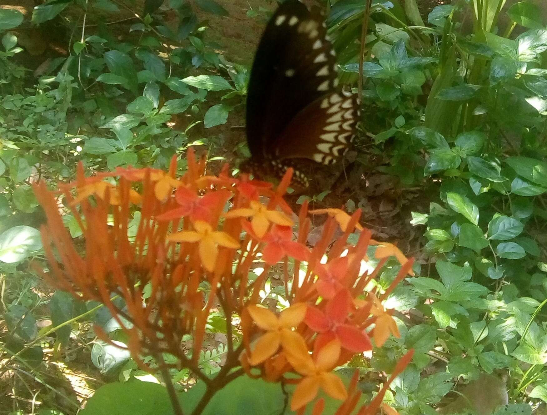 صورة Papilio dravidarum Wood-Mason 1880