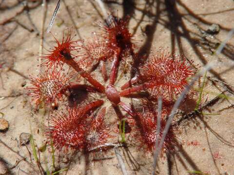 Image of pink sundew