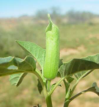 Image of Leichhardt's datura