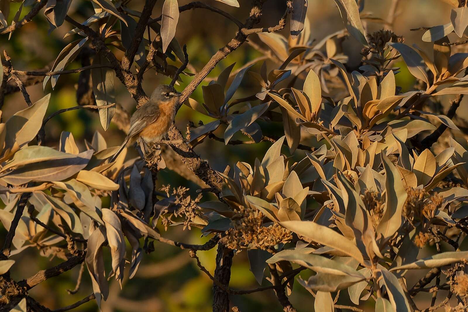 Image of Gray-backed Tachuri