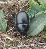 Image of Trypocopris alpinus (Sturm & Hagenbach 1825)