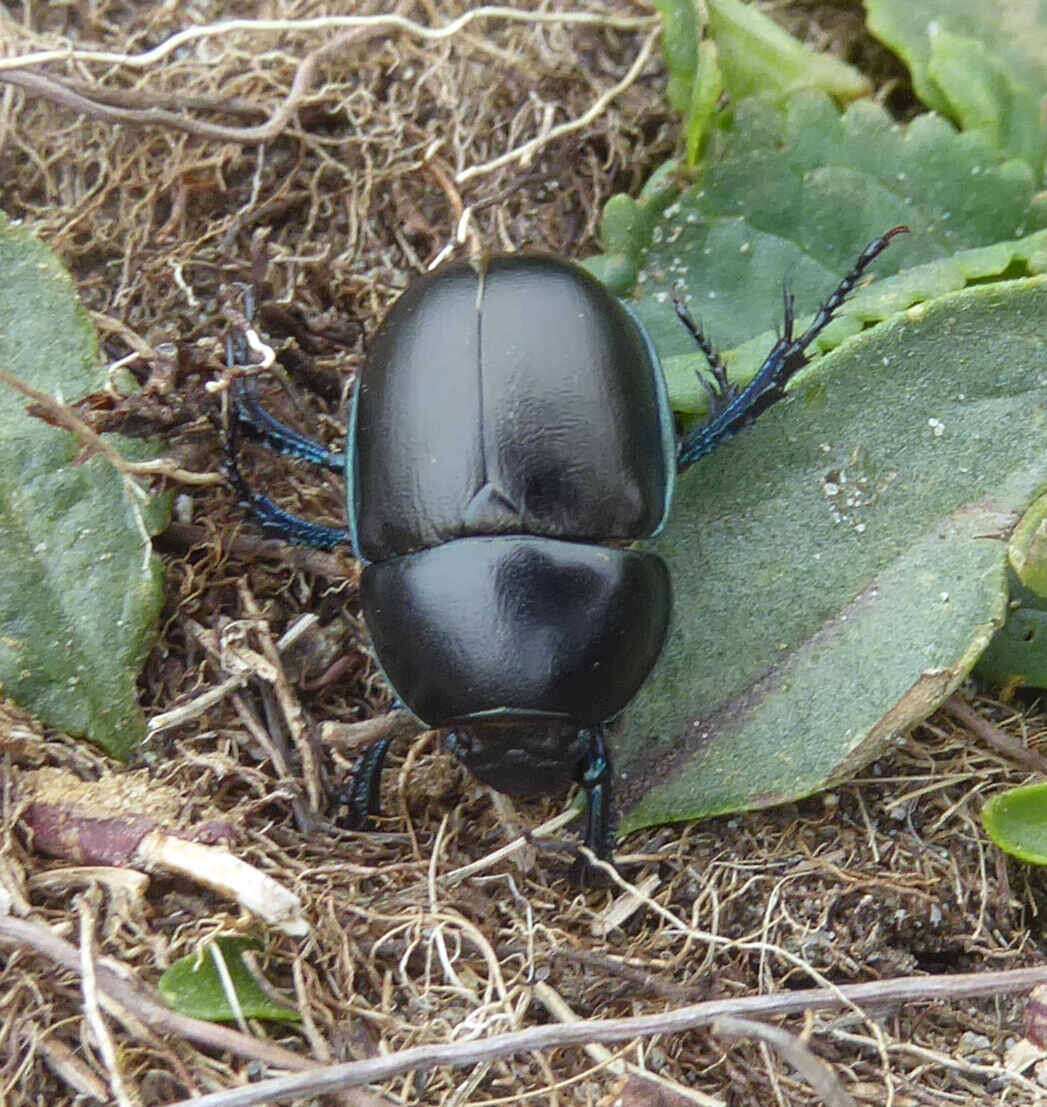 Image of Trypocopris alpinus (Sturm & Hagenbach 1825)