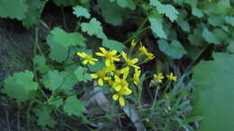 Image of Cineraria lobata L'Hér.