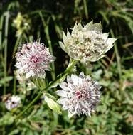 Imagem de Astrantia major L.