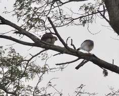 Image of Frances's Goshawk