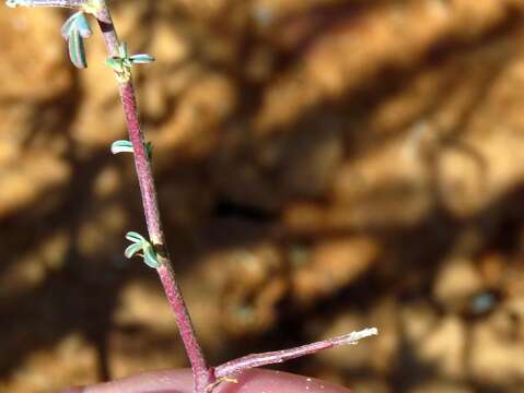 Image of Indigofera sessiliflora DC.