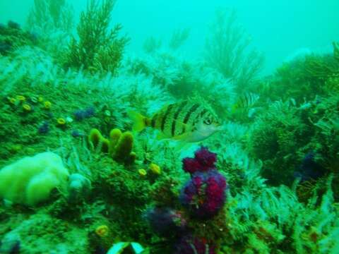 Image of Barred fingerfin