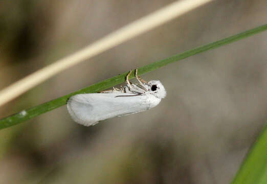 Image of Yucca Moth