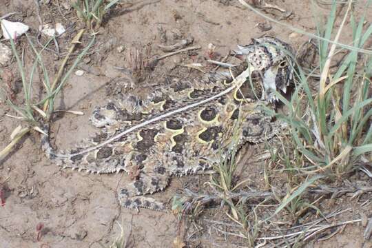 Image of Texas Horned Lizard