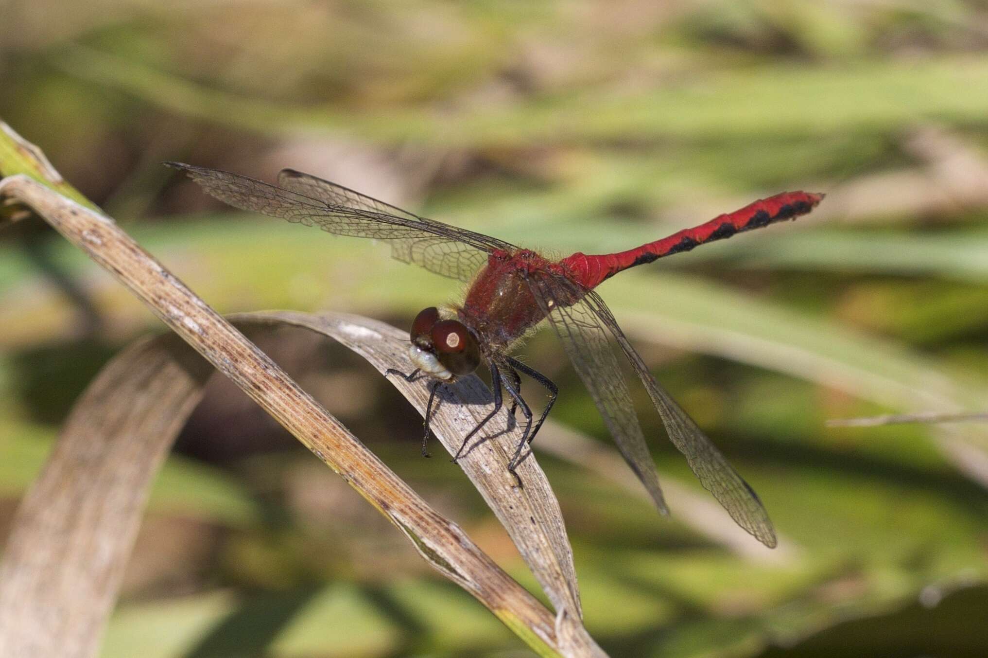 Image of White-faced Meadowhawk