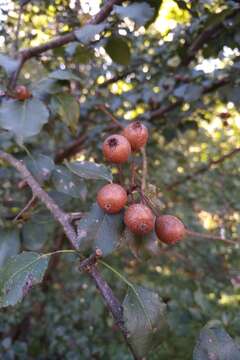 Imagem de Pyrus cordata Desv.