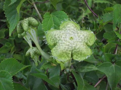 Image de Ceropegia sandersonii Decne. ex Hook.