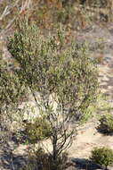 Image of Grevillea pauciflora R. Br.