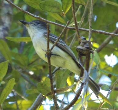 Myiarchus sagrae lucaysiensis (Bryant & H 1867)的圖片