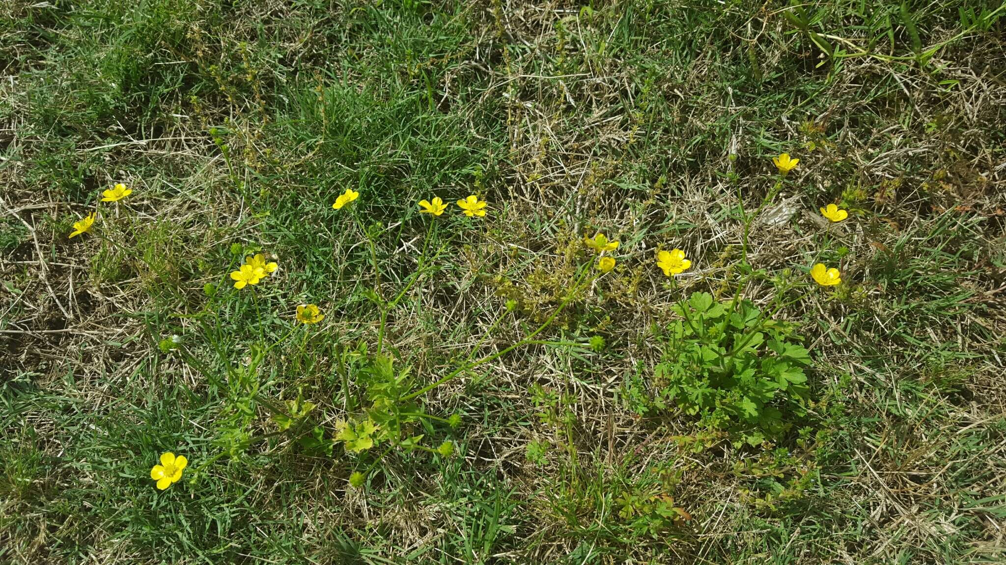 Ranunculus bulbosus L.的圖片