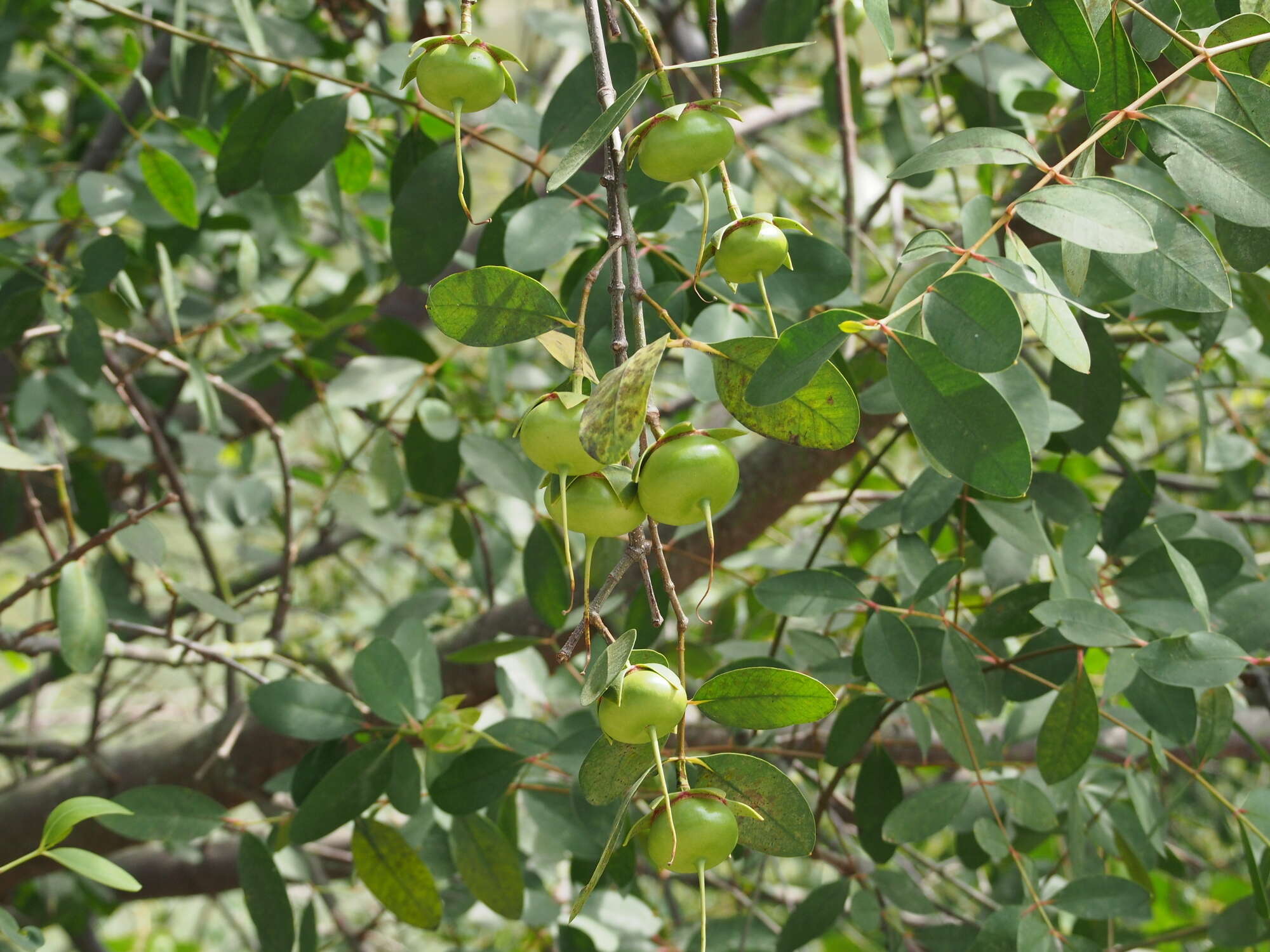 Image of Sonneratia caseolaris (L.) A. Engl.