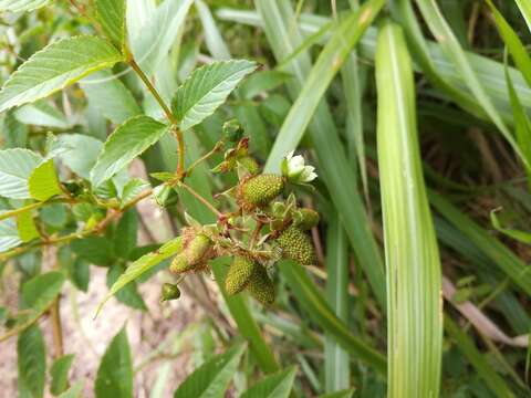 Image of Rubus fraxinifolius Poir.