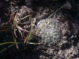 Image of Mammillaria weingartiana Boed.