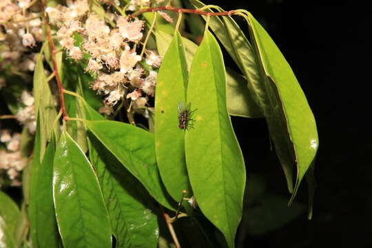 Plancia ëd Prunus phaeosticta (Hance) Maxim.