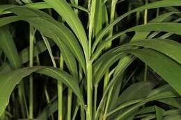 Image of Setaria megaphylla (Steud.) T. Durand & Schinz