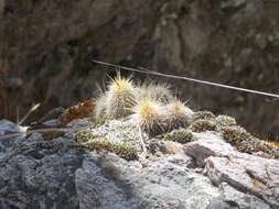 Image de <i>Echinocereus chaletii</i> W. Rischer