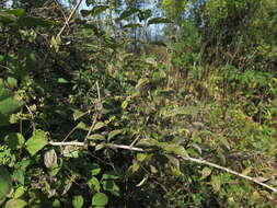 Image of Philadelphus tenuifolius Rupr. & Maxim.