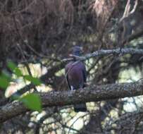 Image of Bolle's Laurel Pigeon