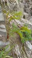 Image of Peucedanum longifolium Waldst. & Kit.