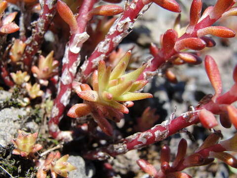 صورة Sedum stenopetalum subsp. stenopetalum