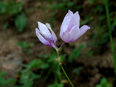 Plancia ëd Ixia micrandra Baker