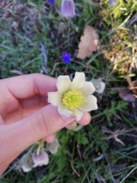 Image de Pulsatilla violacea subsp. georgica (Rupr.) Luferov