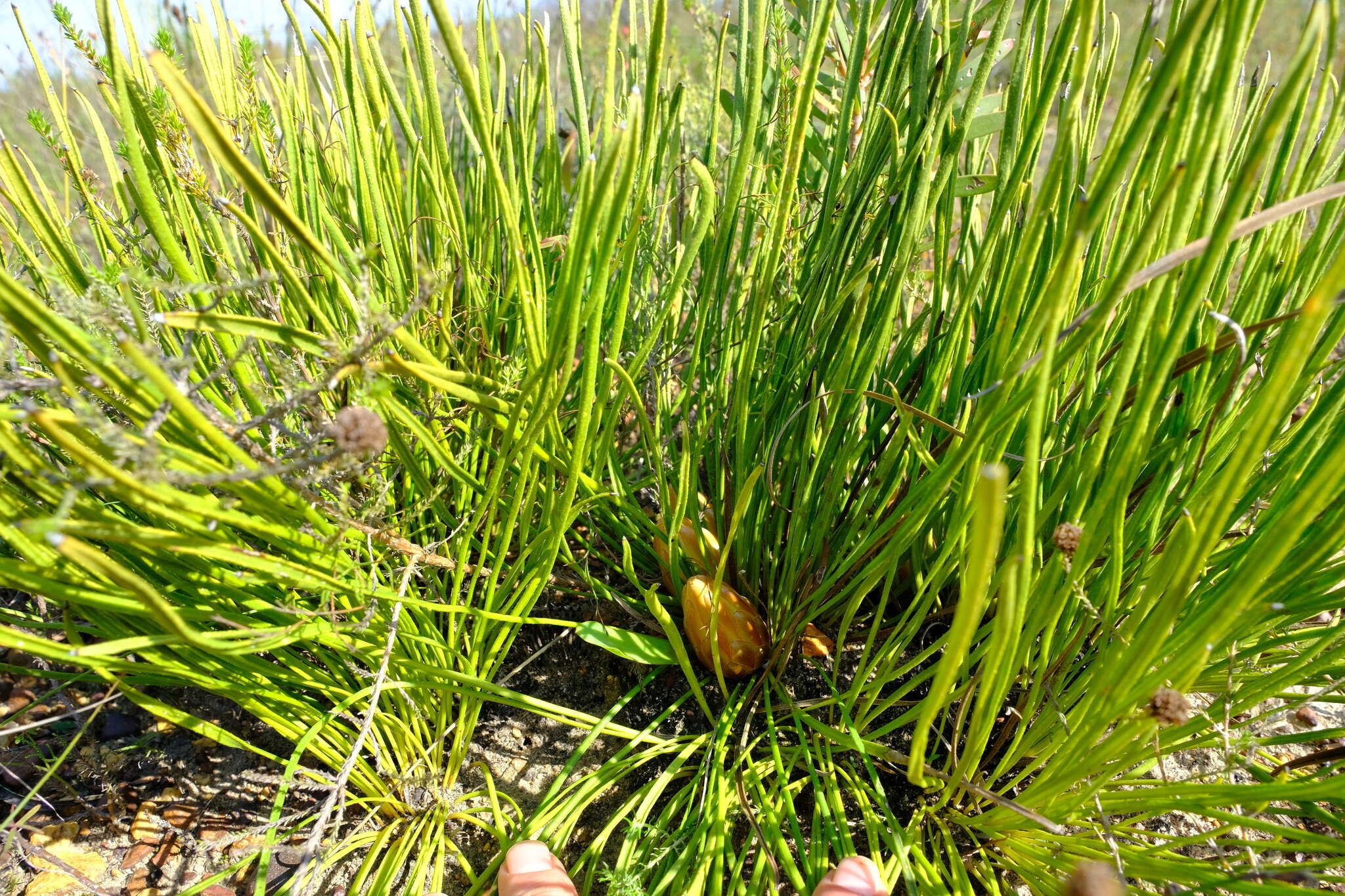 Plancia ëd Protea restionifolia (Salisb. ex Knight) Rycroft