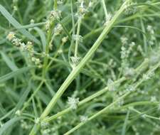 Image of Grass-leaved orache