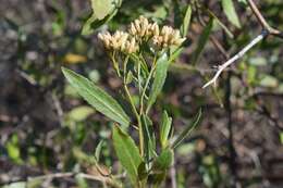 Image of <i>Eupatorium dodonaeifolium</i> DC.