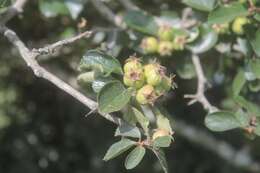 Image de Crataegus rosei Eggleston