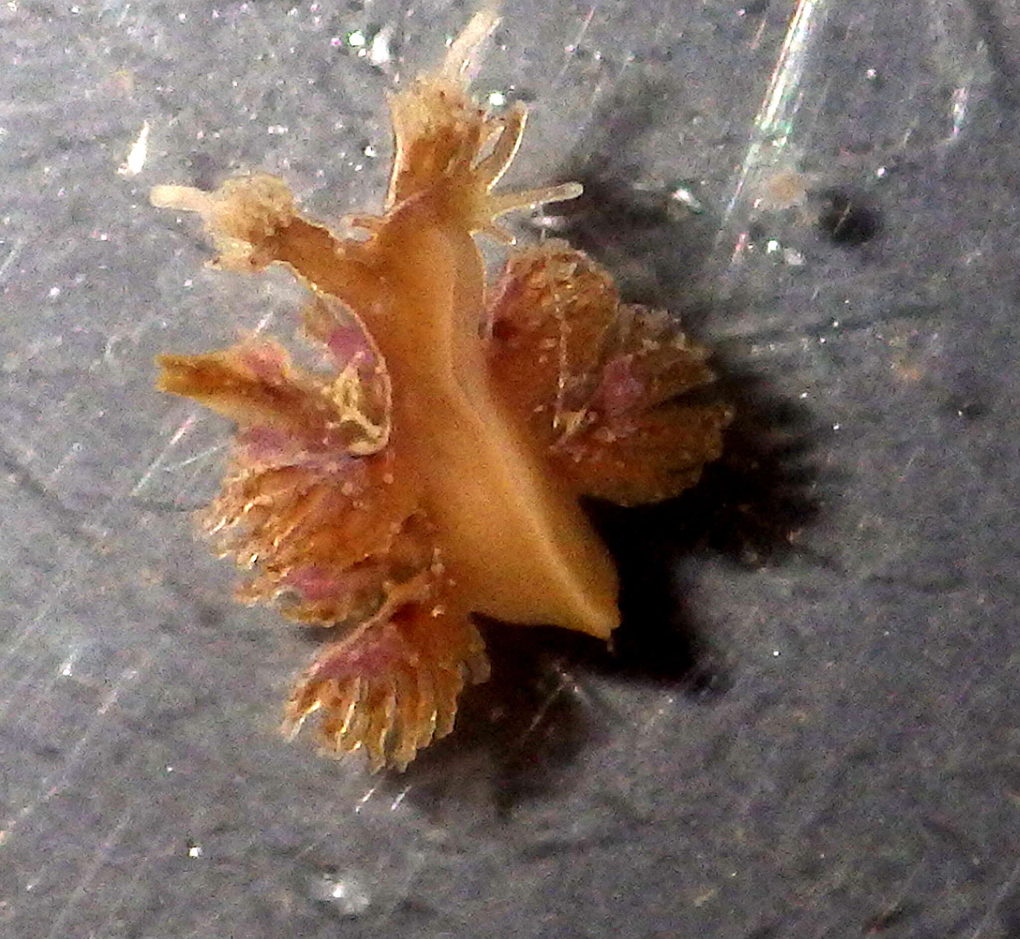 Image of Hancockia burni T. E. Thompson 1972