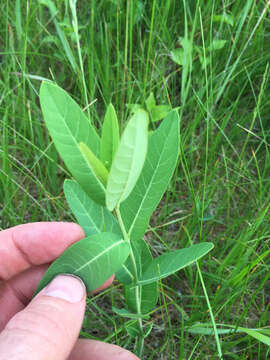 Image of Indian-hemp