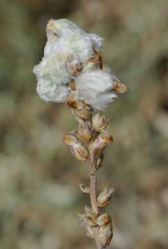 Plantago albicans L. resmi