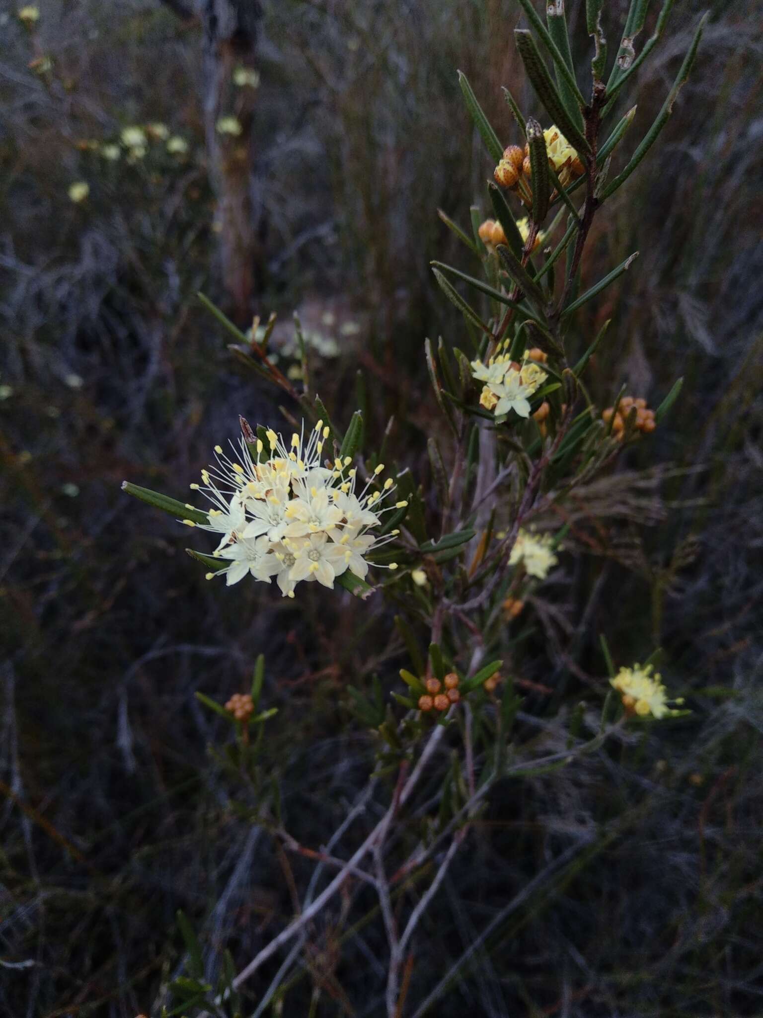 Image of Phebalium squamulosum Vent.