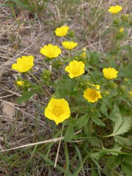 Image de Potentilla fragiformis Willd. ex Schltdl.