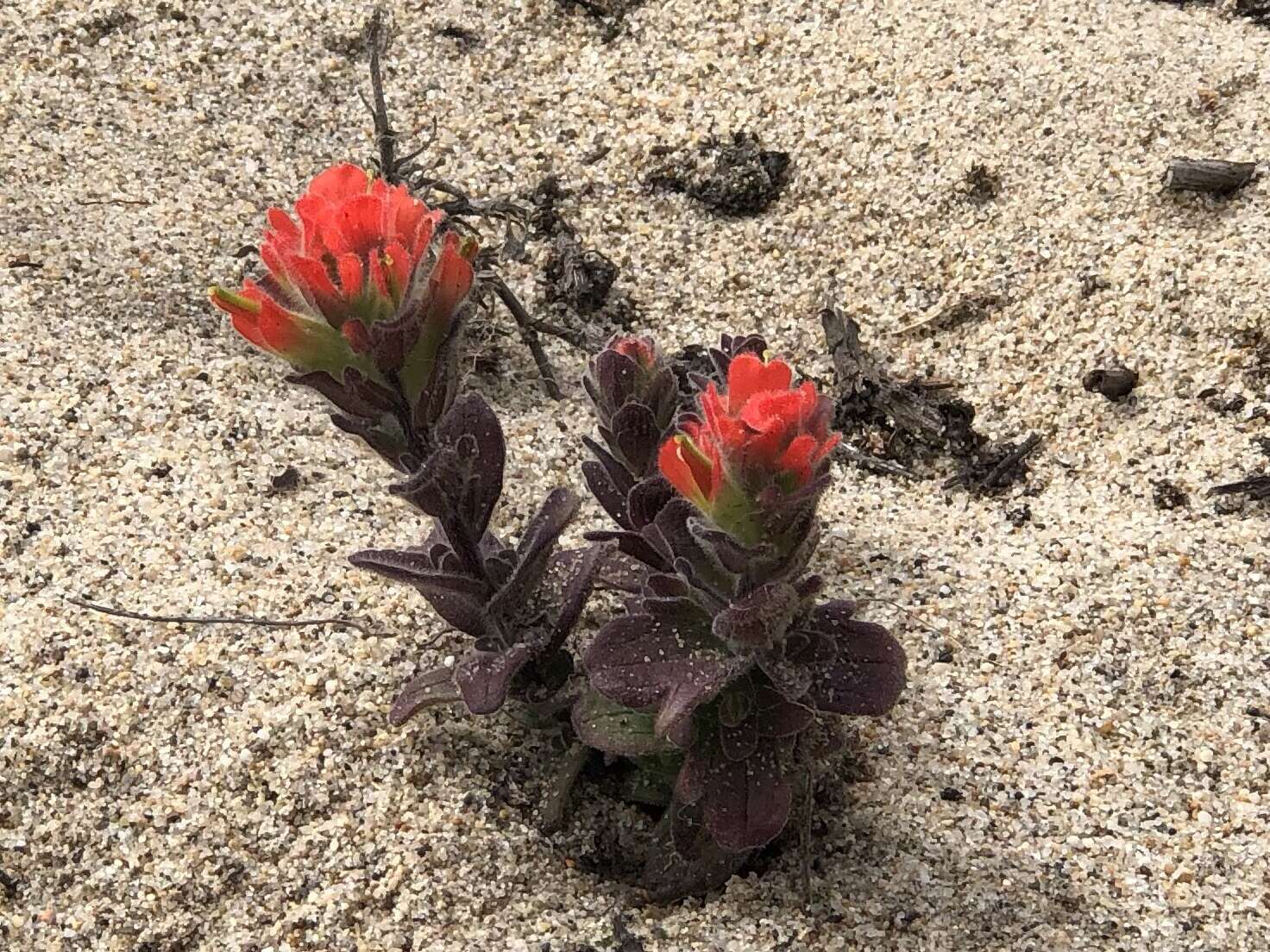 Слика од Castilleja latifolia Hook. & Arn.