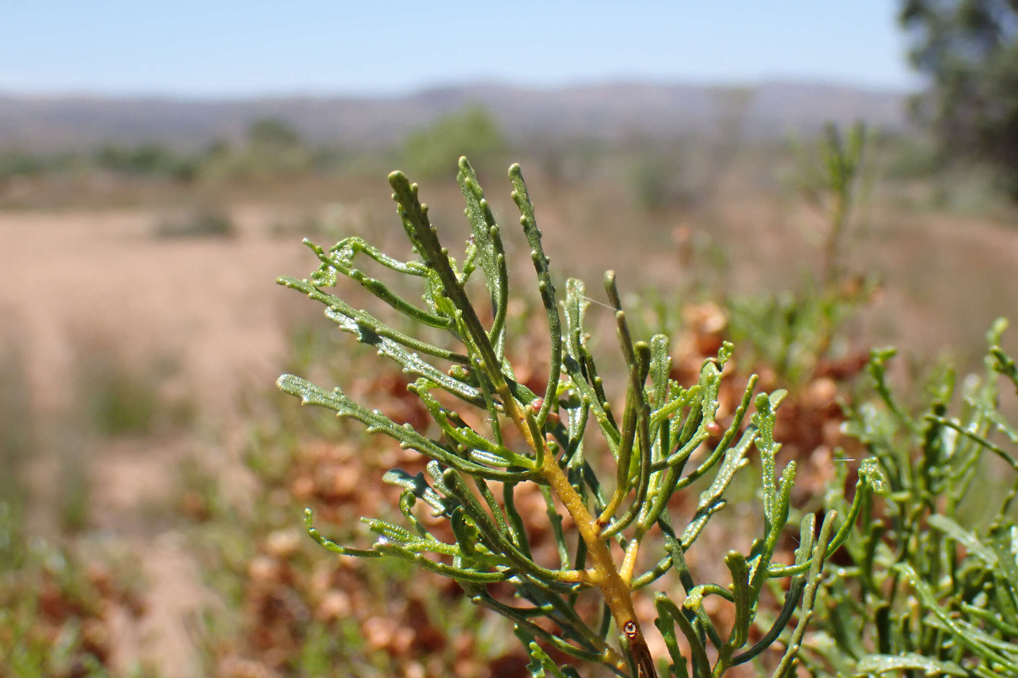 Image de Dodonaea lobulata F. Müll.