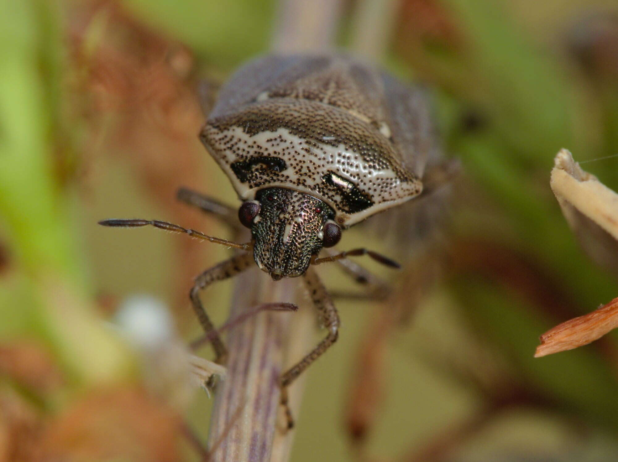 صورة Eysarcoris ventralis (Westwood 1837)