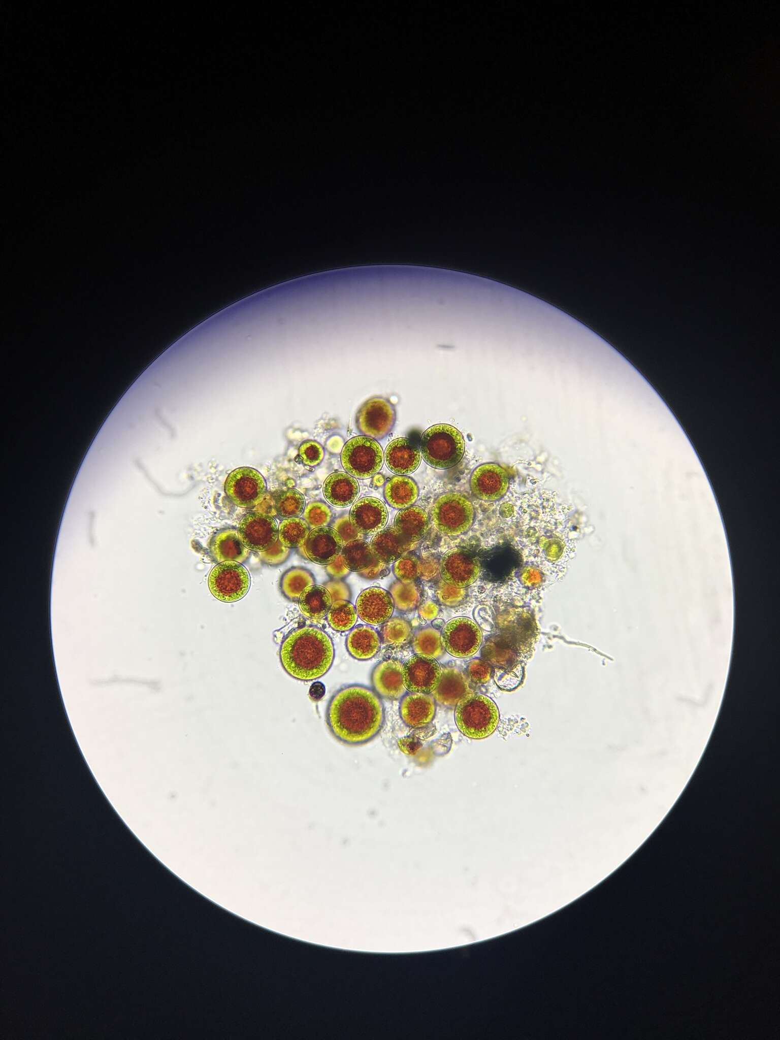 Image of Haematococcus lacustris