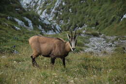 Plancia ëd Rupicapra rupicapra carpatica Coutourier 1938