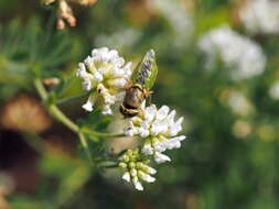 Image of Odontomyia angulata (Panzer 1798)