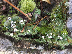 صورة Cladonia peziziformis (With.) J. R. Laundon