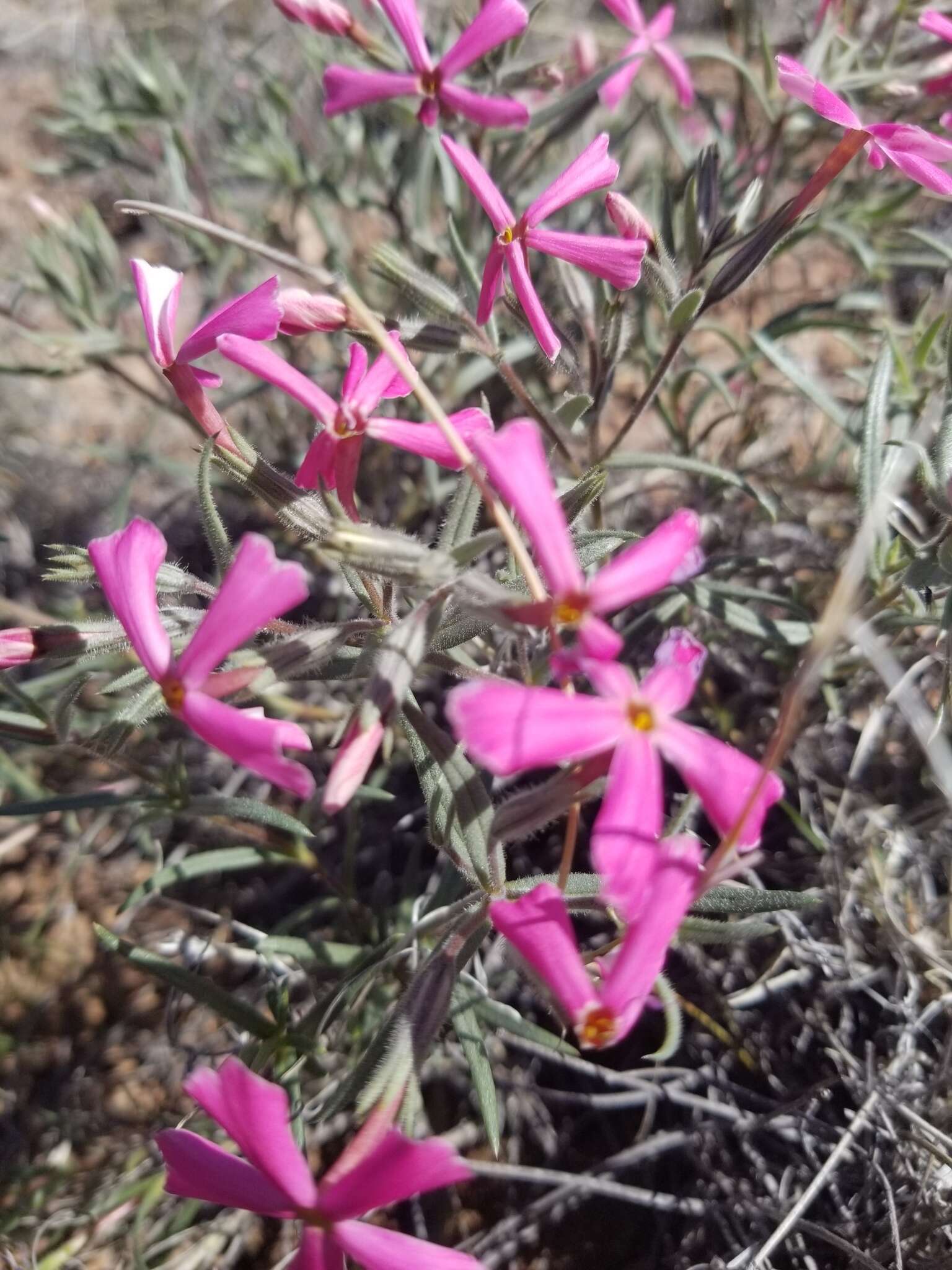 Image of cold-desert phlox