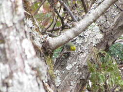 Image of Hermit Warbler